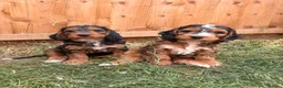 Cockapoo dogs for sale: 2 left! F1 show type miniature cockapoos - Advert 5
