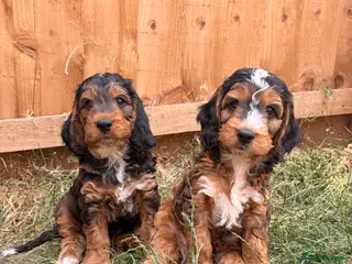 Cockapoo dogs Outstanding F1 show type miniature cockapoos - Advert 1