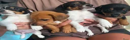 Jack Russell dogs for sale: Jack russell  - Advert 3