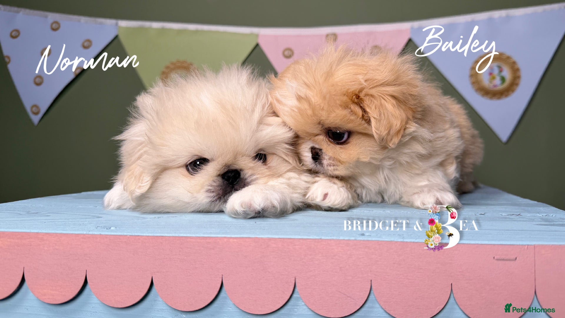 Pekingese dogs 🩵 READY NOW 2 boys available 🩵 - Advert 10