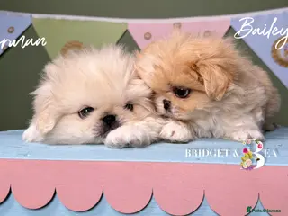 Pekingese dogs 🩵 READY NOW 2 boys available 🩵 - Advert 10