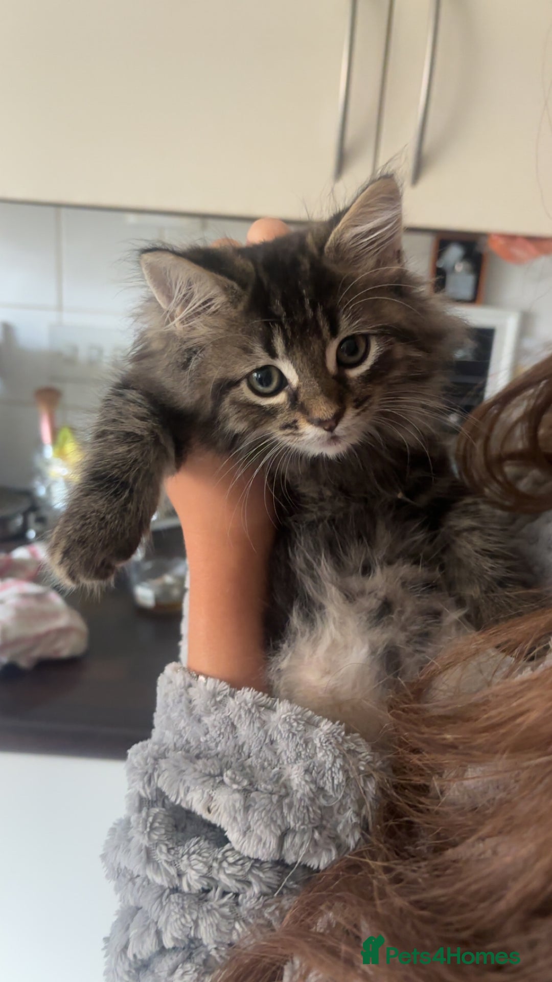 Mixed Breed cats for sale: last beautiful fluffy tabby kitten left - Image 2