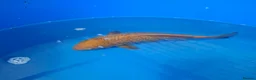 Pond Fish fish for sale: Various pond fish, koi, goldfish for sale - Advert 8
