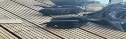 English Lop rabbits for sale: Two black and white bunnies - Advert 1