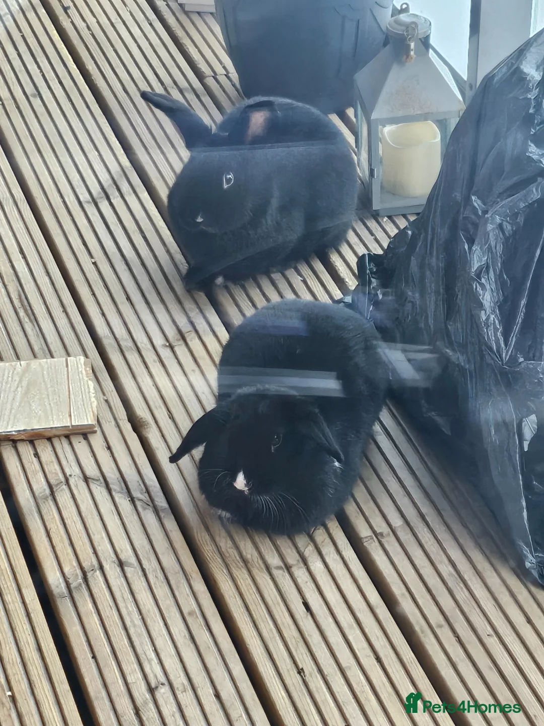English Lop rabbits for sale: Two black and white bunnies - Advert 1