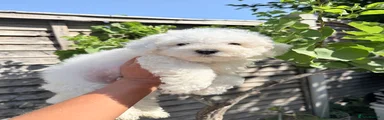 Bichon Frise Puppy 2