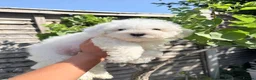 Bichon Frise dogs for sale: 🐶 Gorgeous Pedigree Bichon Frise ready to leave  - Advert 15