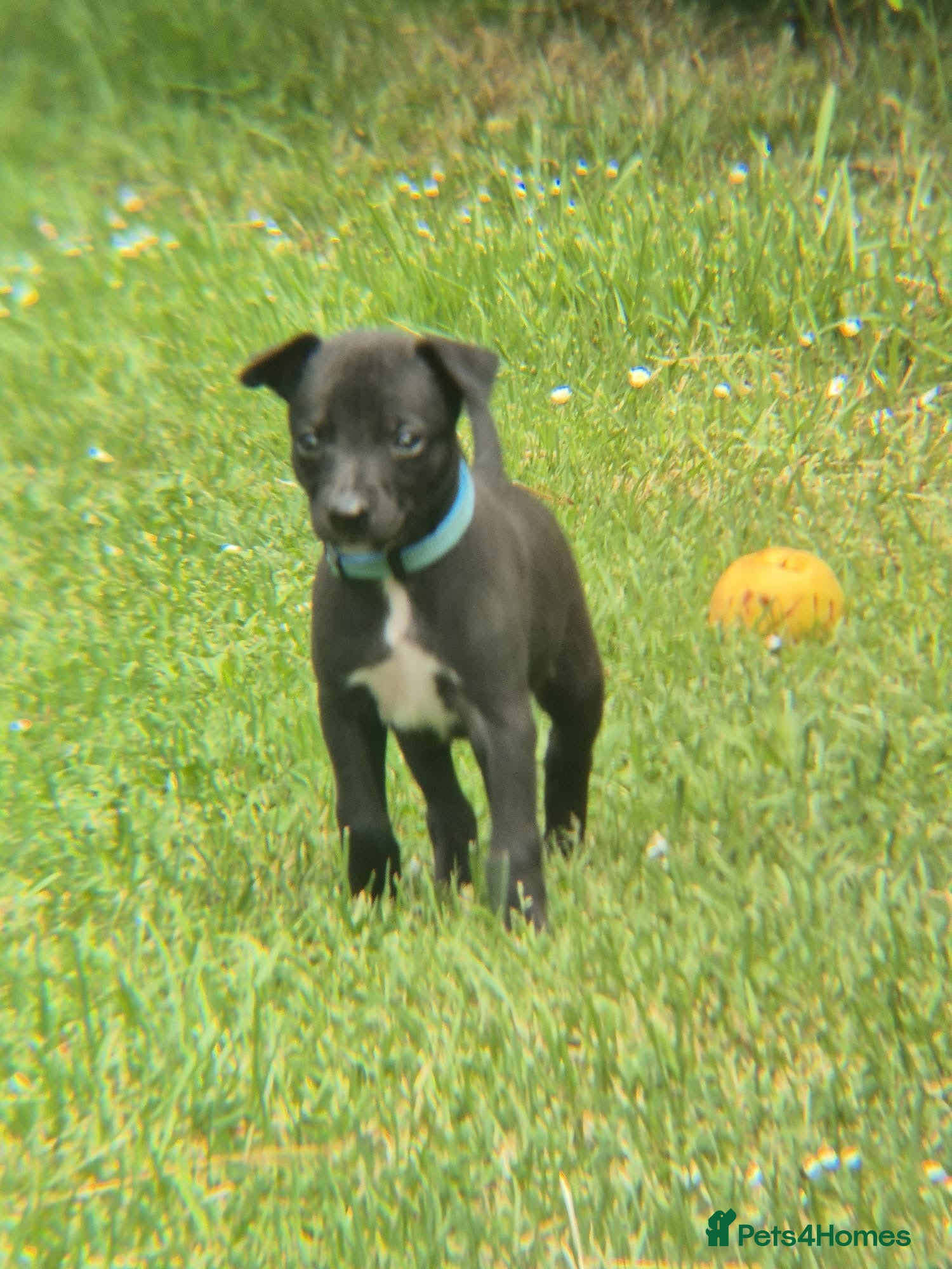 Whippet dogs for sale: Summer’s lovely puppies  in North Tawton - Advert 18