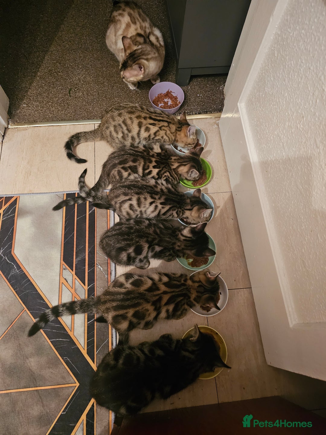 Bengal cats for sale: Bengal kittens  - Image 2