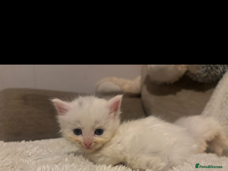 Turkish Angora cats ONE WHITE FLUFFY BOY LEFT 🩵 – Ready 10/12 - Advert 1