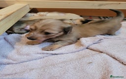 Miniature Dachshund dogs for sale: Beautiful cream KC mini long haired dachshunds  - Image 5