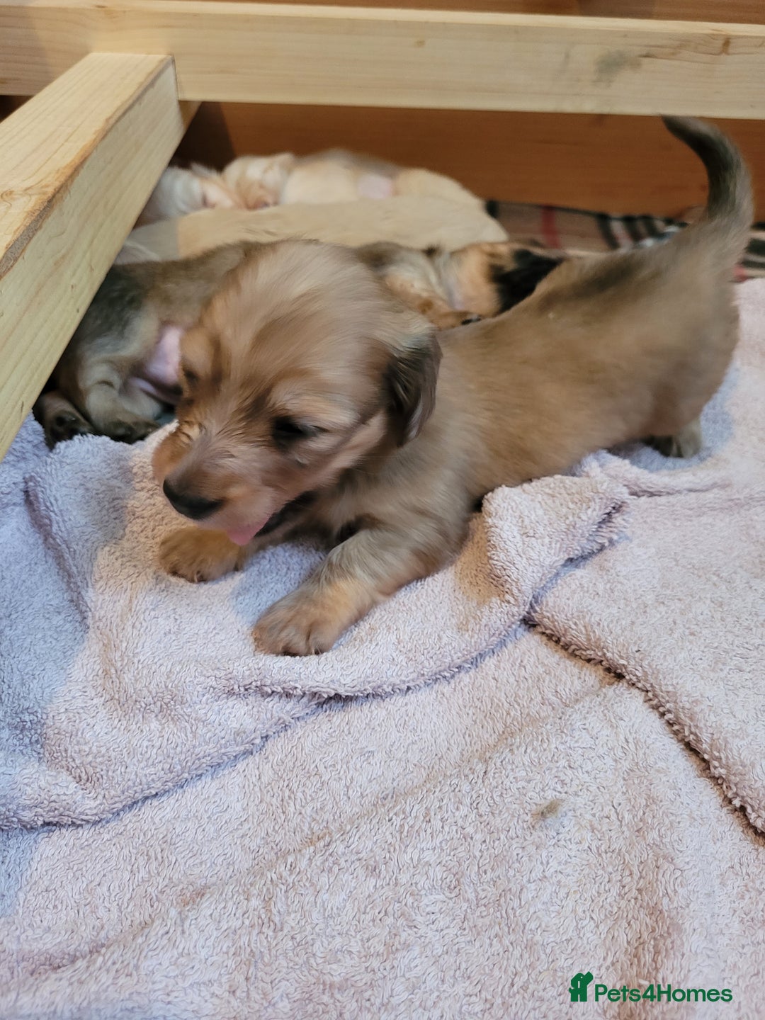 Miniature Dachshund dogs for sale: Beautiful cream KC mini long haired dachshunds  - Image 5