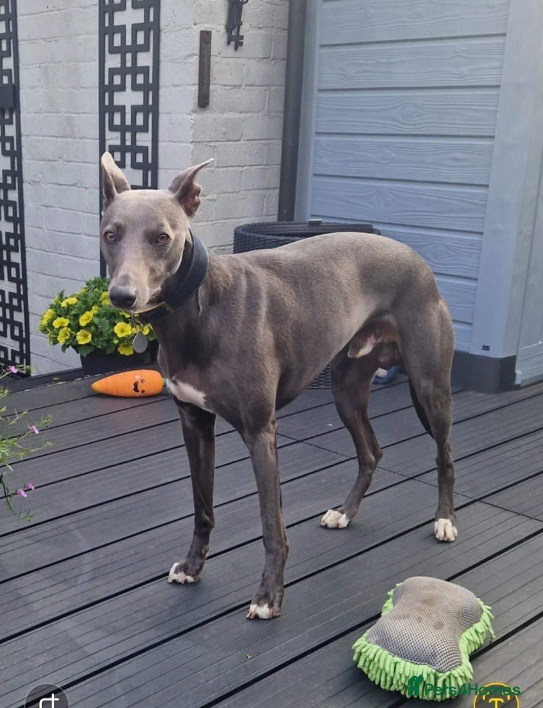 Whippet dogs for stud: KC Registered Blue Whippet for Stud - Advert 2