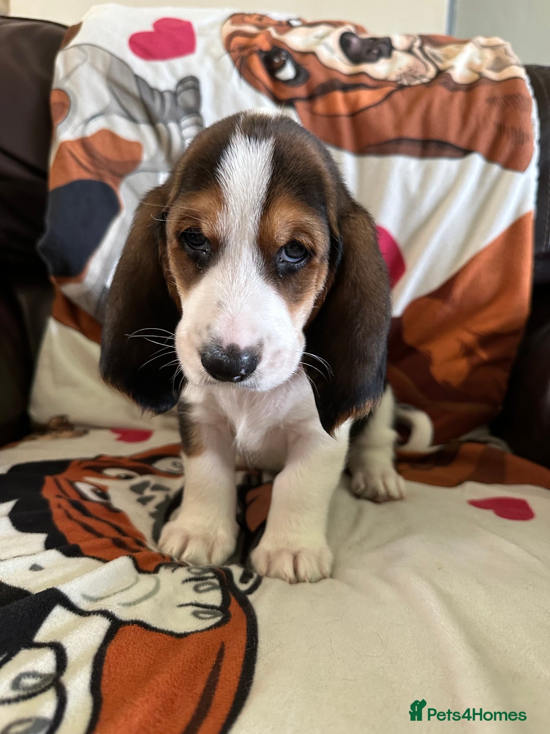 Basset Hound dogs for sale: Basset hound boys available - Image 13