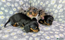 Miniature Dachshund dogs for sale: Mini Dachshund Puppies, Gorgeous Colours & Coats - Image 18