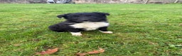 Border Collie dogs for sale: Gorgeous Border Collie Pups - Advert 2
