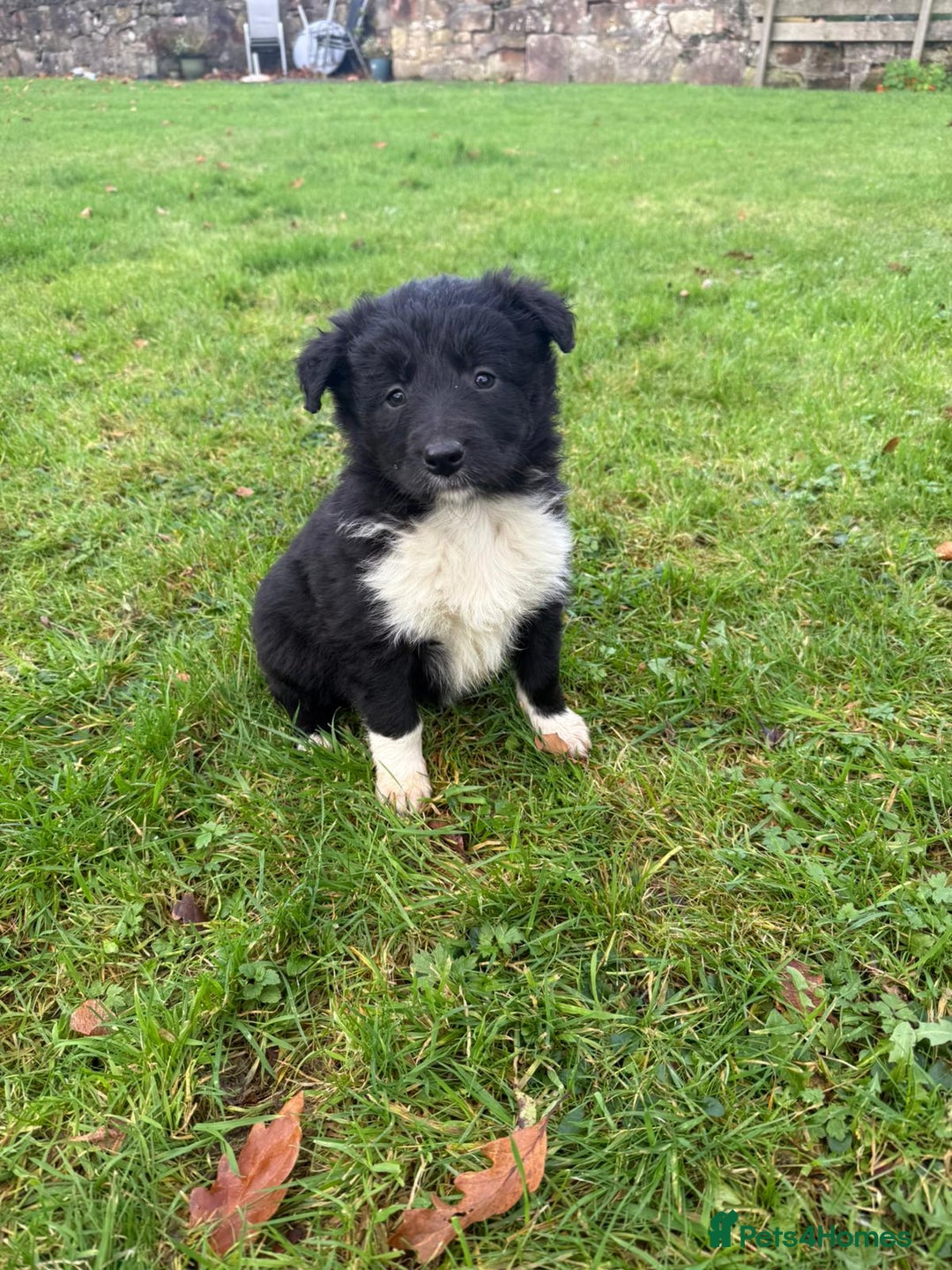 Border Collie dogs for sale: Gorgeous Border Collie Pups - Advert 2