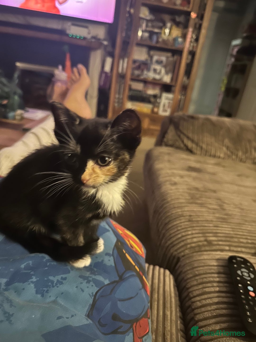 Mixed Breed cats for sale: 3 beautiful playful kittens  - Image 2