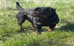 Rottweiler dogs for sale: World class KC male Puppy available  - Image 1