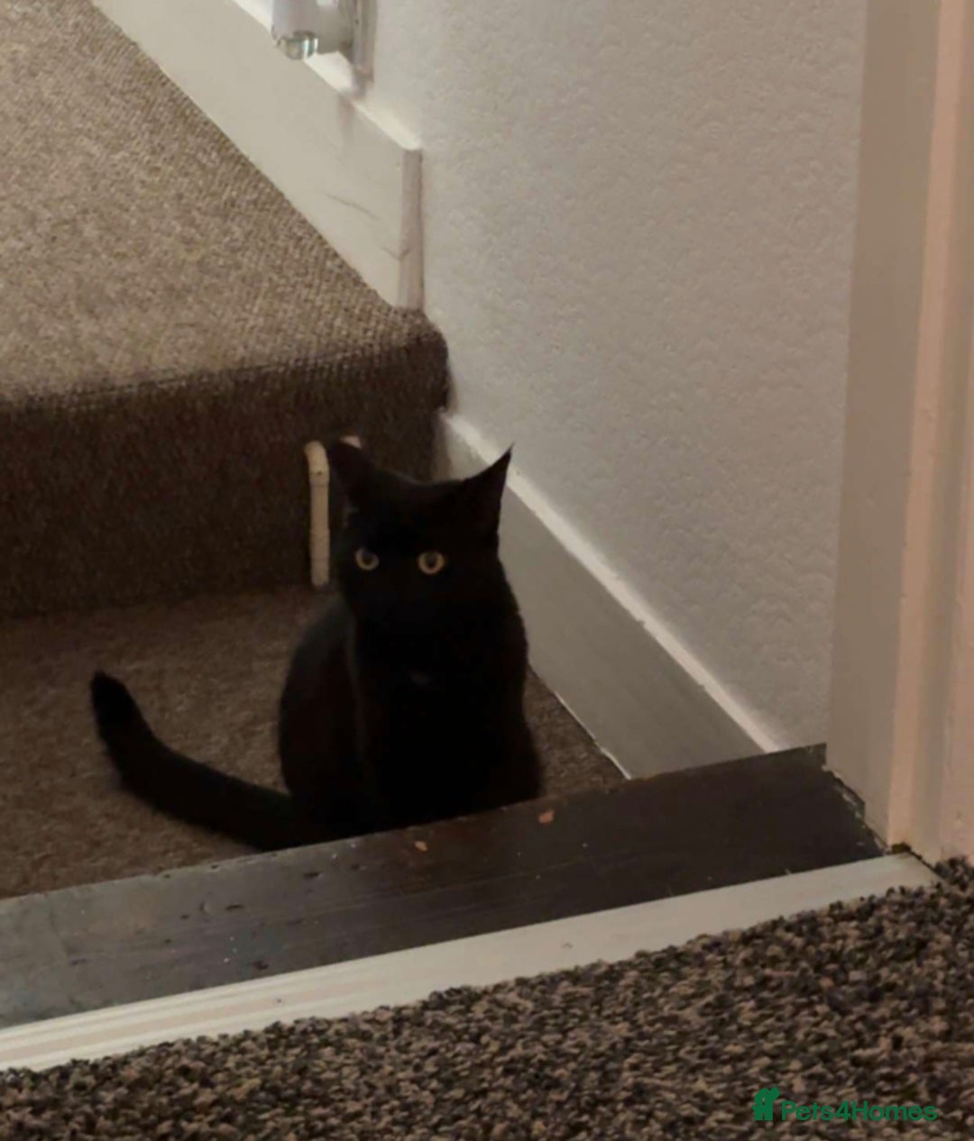 Mixed Breed cats for sale: Black cat  - Advert 4