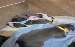 Whippet dogs for sale: Stunning KC Registered Blue Whippet Puppies - Image 22
