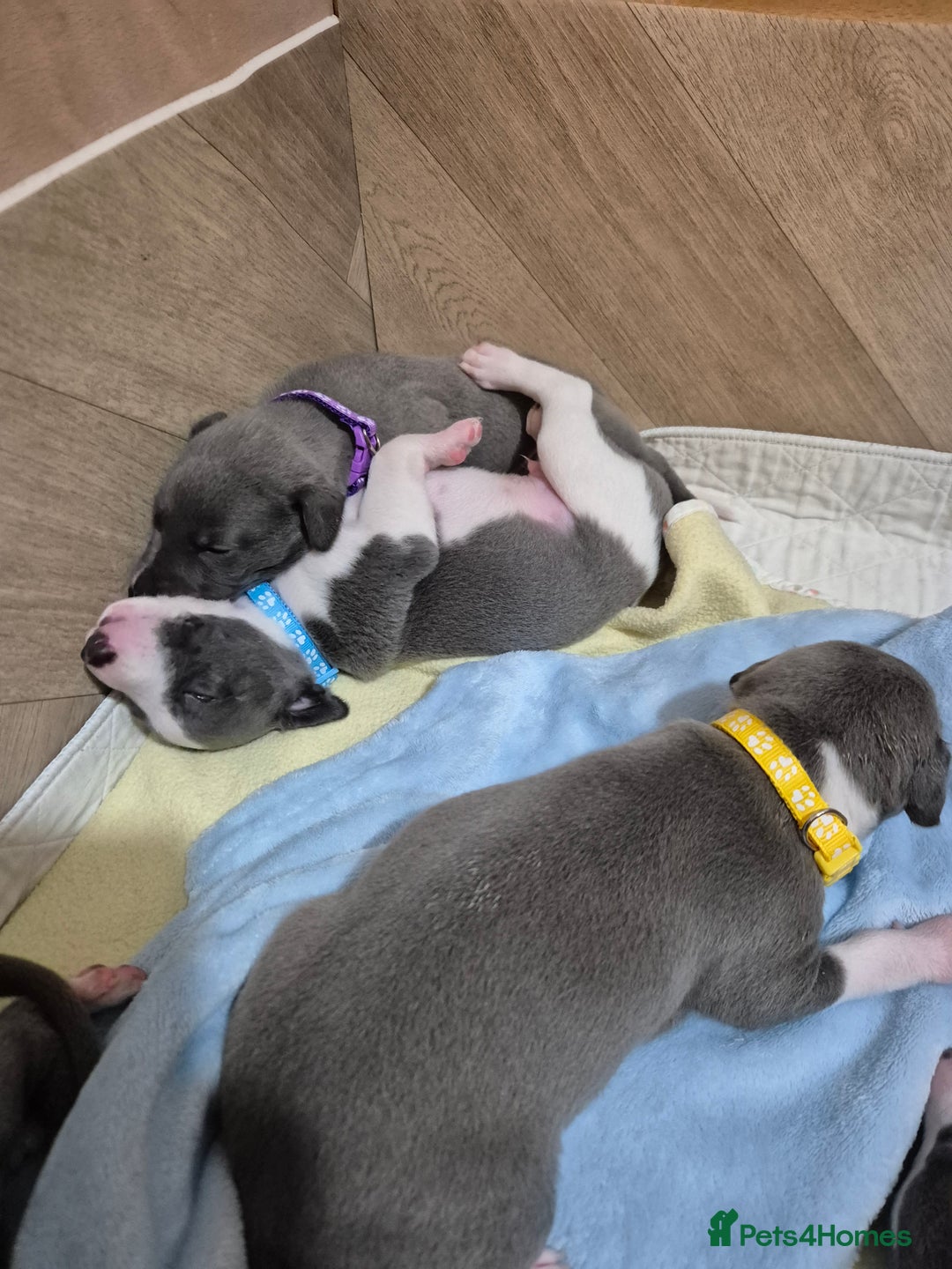 Whippet dogs for sale: Stunning KC Registered Blue Whippet Puppies - Image 22