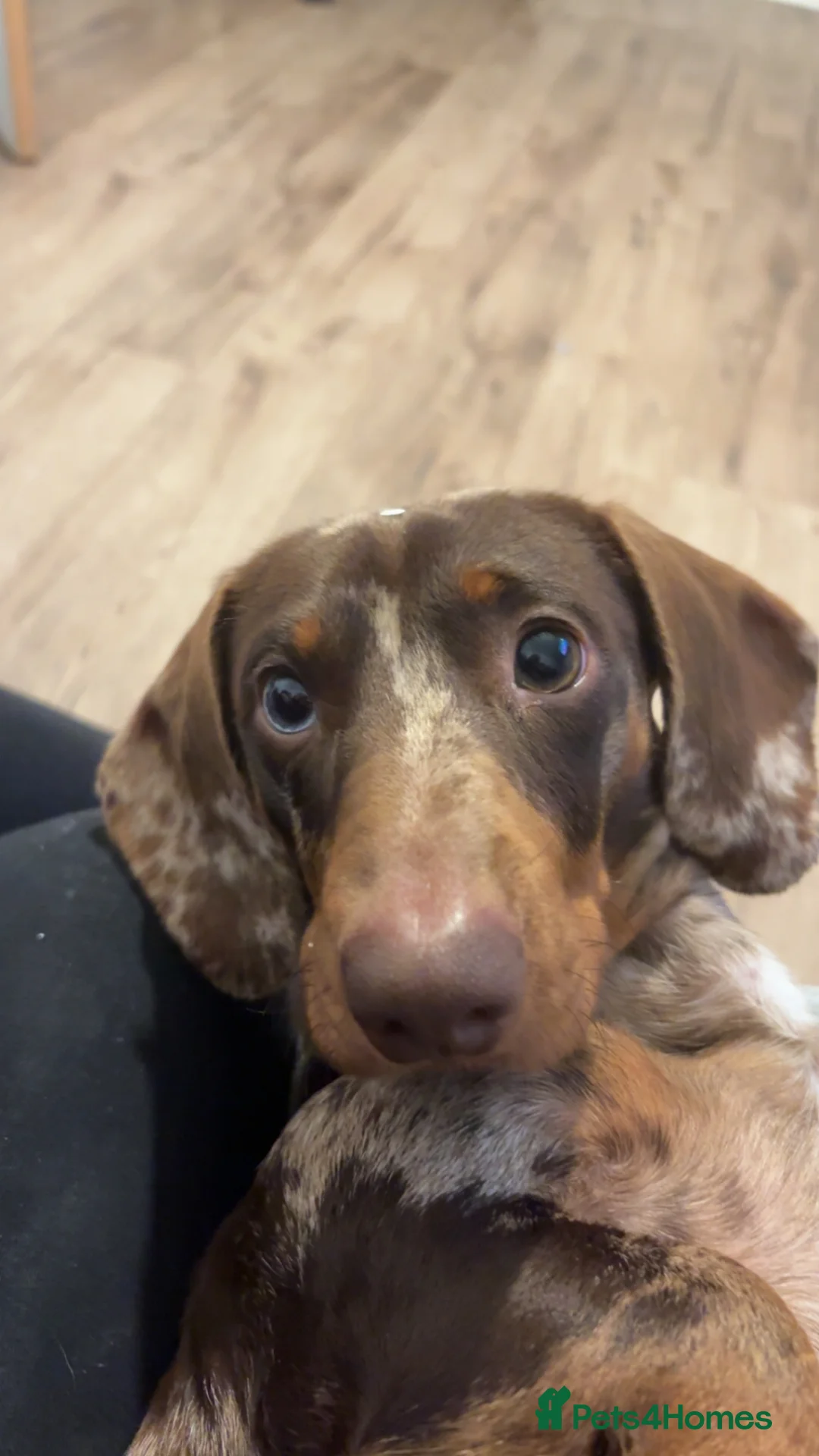 Miniature Dachshund dogs for sale: Dogs need to be rehomed in Hull - Advert 2