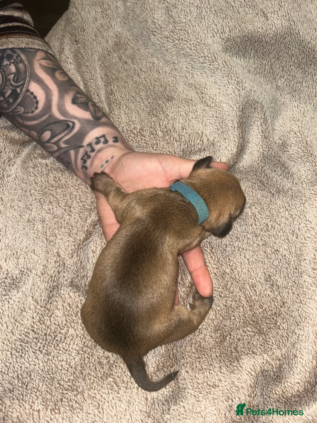 Chiweenie dogs for sale: Chiweenies for sale  - Advert 12