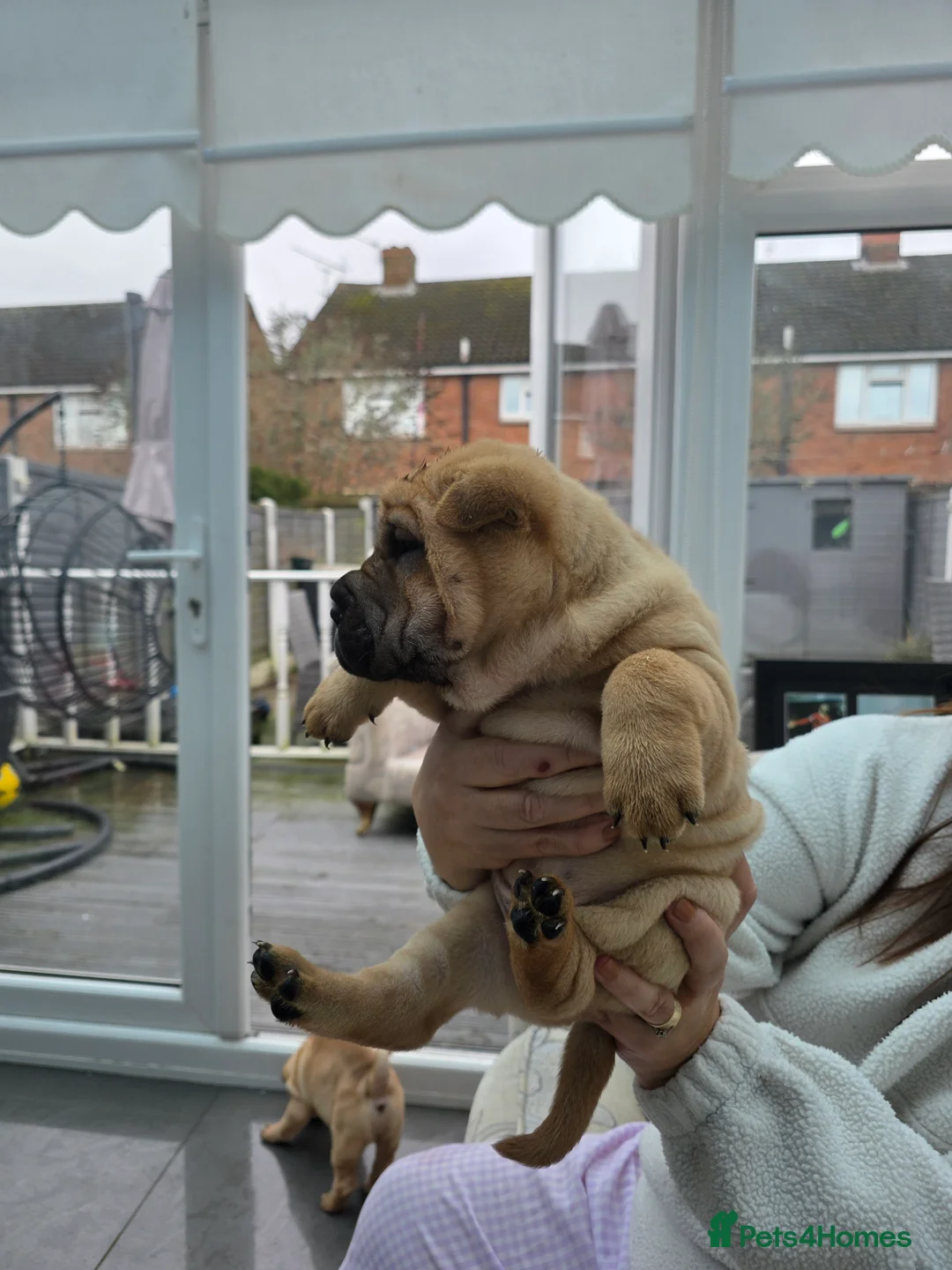 Shar Pei dogs for sale: Shar pei puppies in Walsall - Advert 3