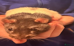 Rat rodents for sale: 2 male rats  - Advert 2