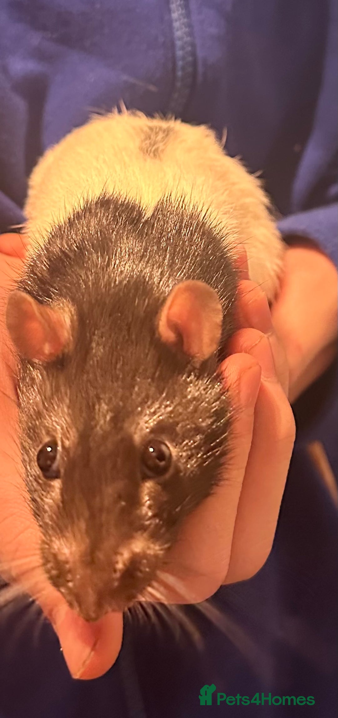 Rat rodents for sale: 2 male rats  - Advert 2