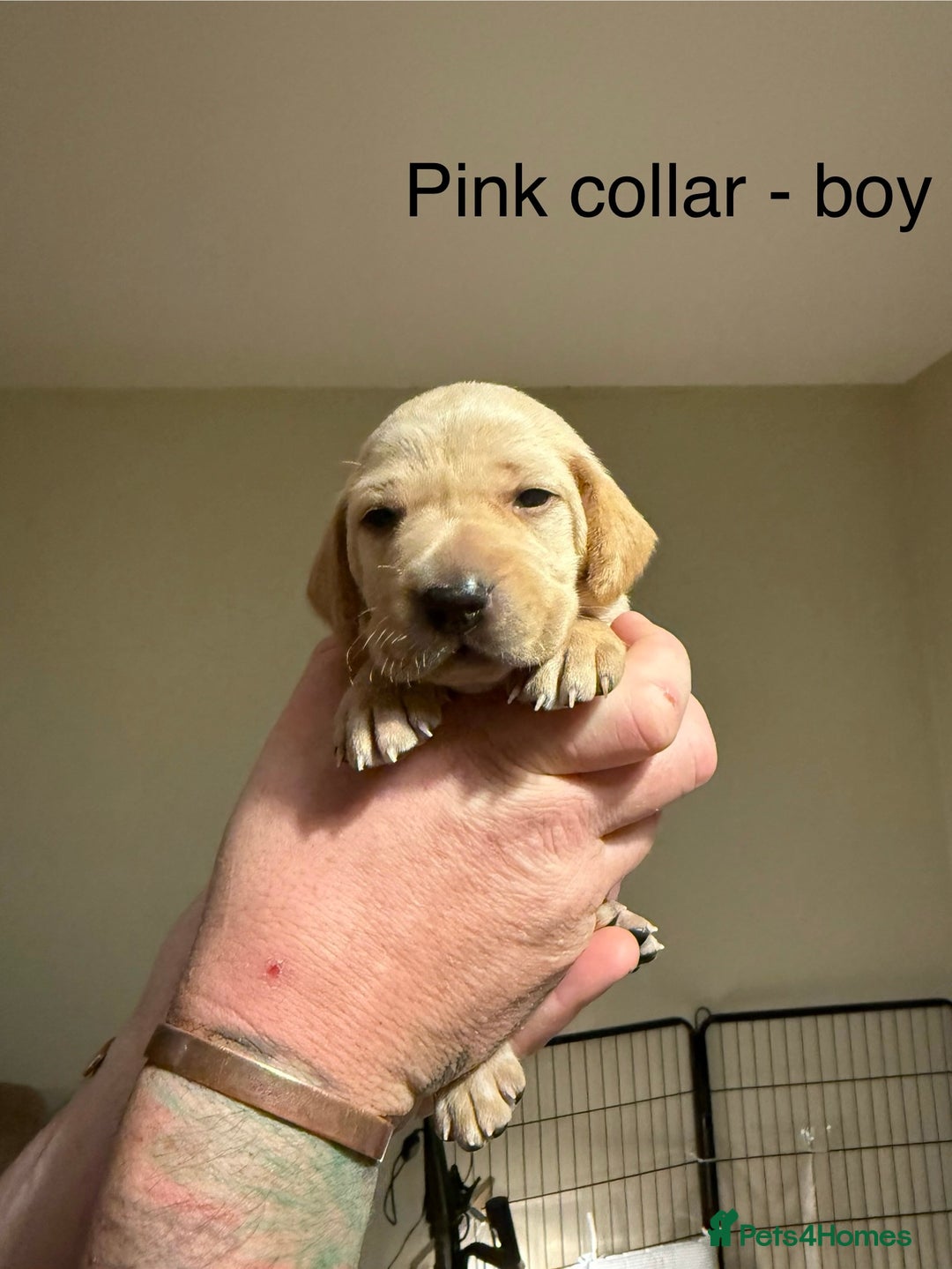 Mixed Breed dogs for sale: Pointer-vizsla-dor puppies - Image 11