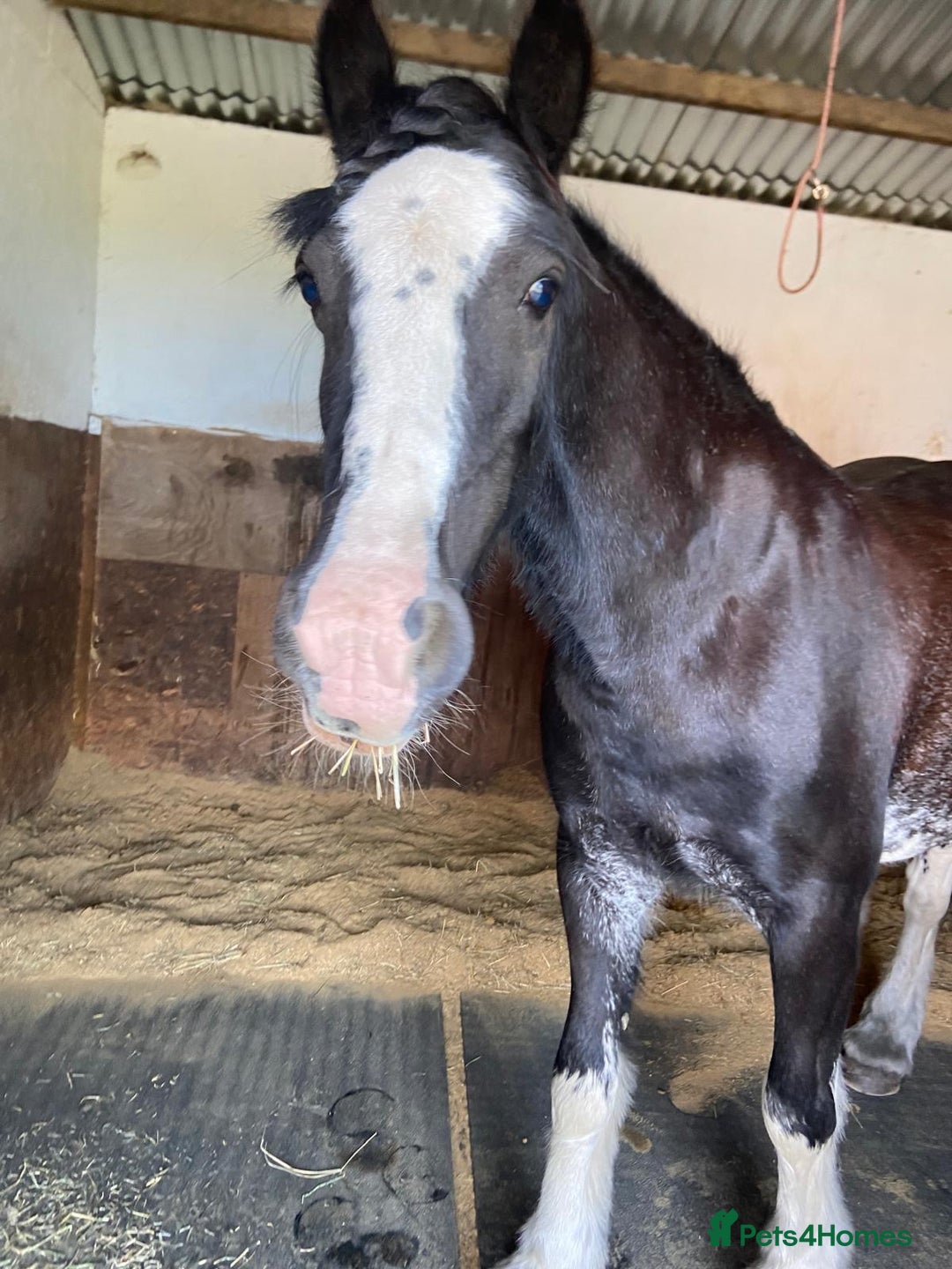 Irish Cob horses for sale: Fantastic first pony - Image 10