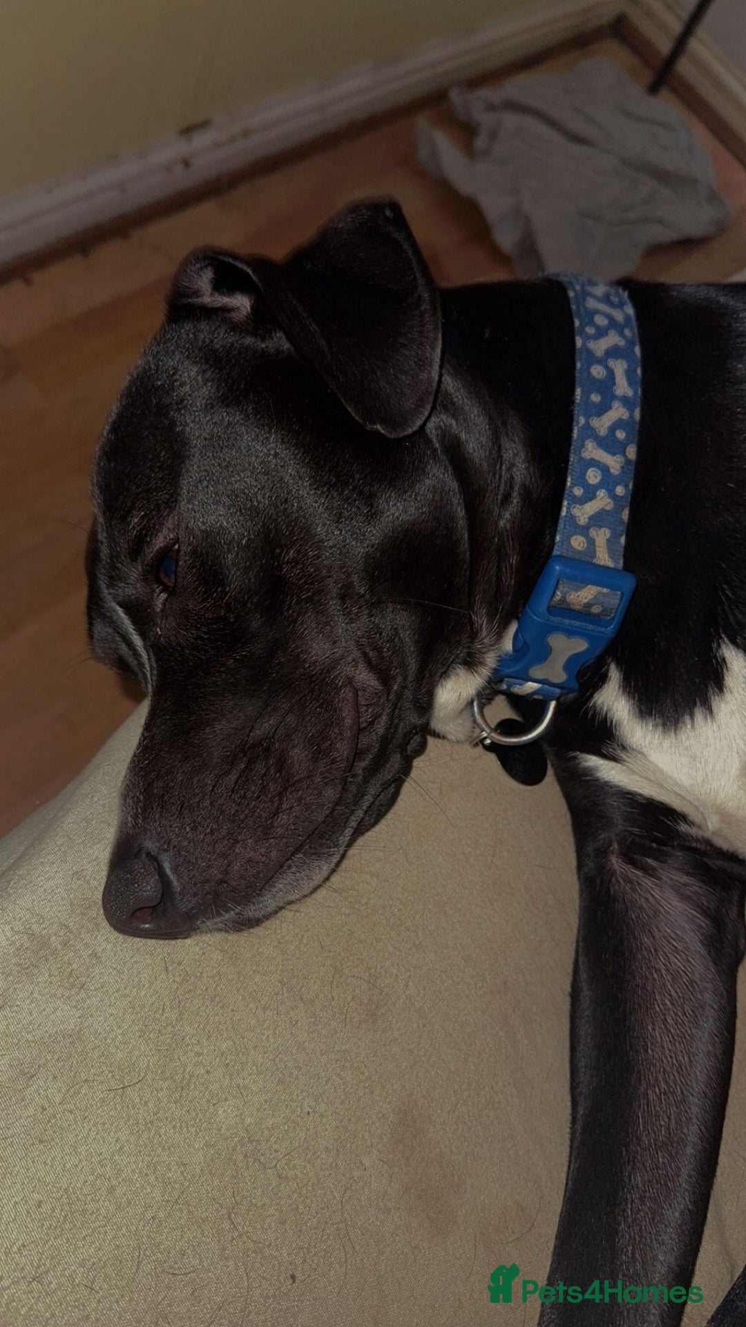 Mixed Breed dogs for sale: Storm (1yr) in need of a kind and loving home - Image 5