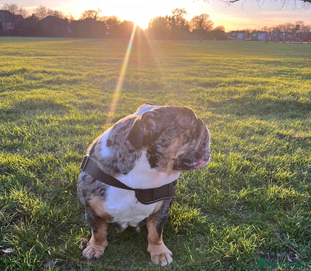 English Bulldog dogs for sale: Female English Bulldog  - Image 2