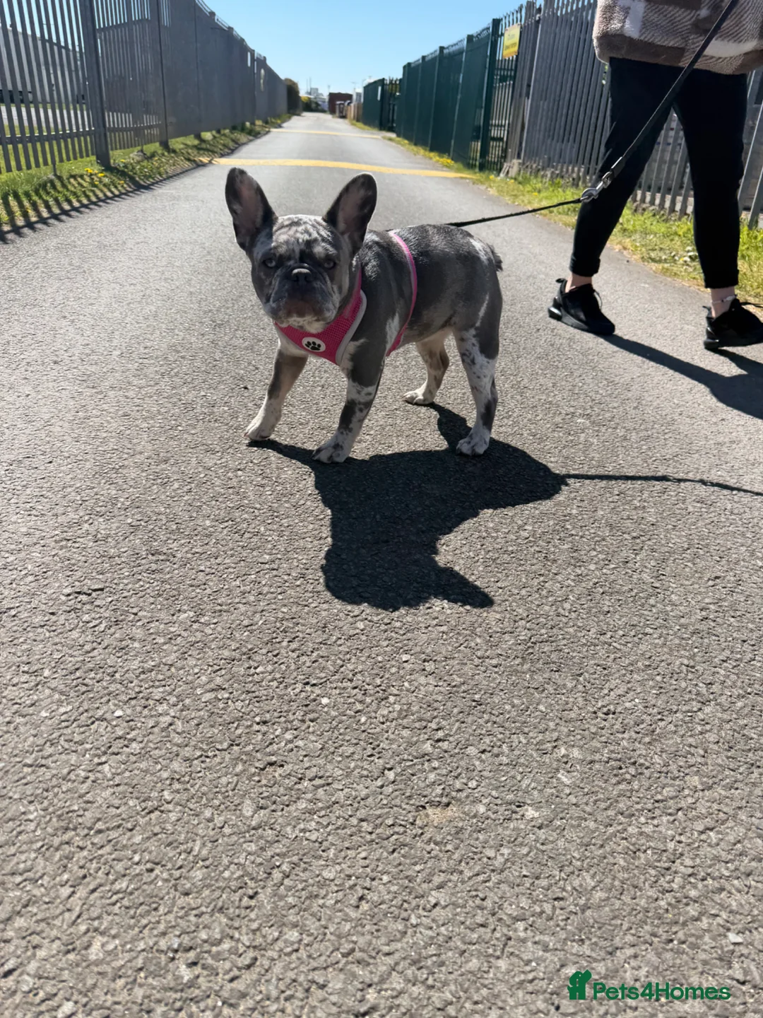 French Bulldog dogs for sale: Girl merle French-bull dog  - Advert 4