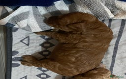 Cockapoo dogs for sale: 🐶F1B COCKAPOOS 5* HEALTHY CHECK🐶 - Image 6