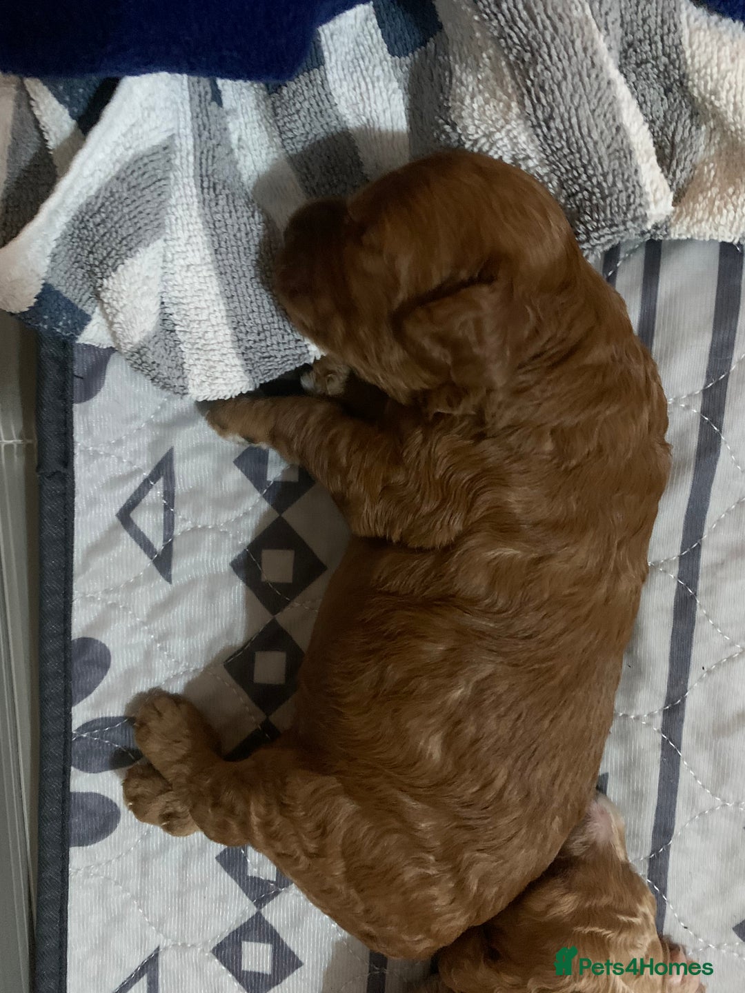 Cockapoo dogs for sale: 🐶F1B COCKAPOOS 5* HEALTHY CHECK🐶 - Image 6