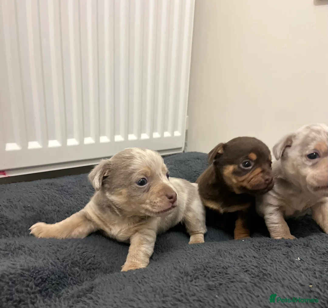 Jack Russell dogs for sale: Stunning Lilac Merle/chocolate jack Russel puppies - Advert 9