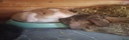 Mini Lop rabbits for sale: Mini lop - Advert 19
