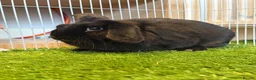 Mini Lop rabbits for sale: Mini lops  - Advert 2