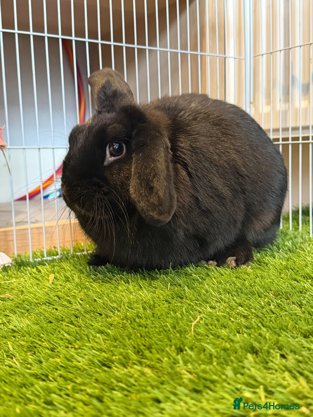 Mini Lop rabbits for sale: Mini lops  - Advert 2