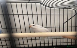Budgerigars birds for sale: Budgie - Image 1