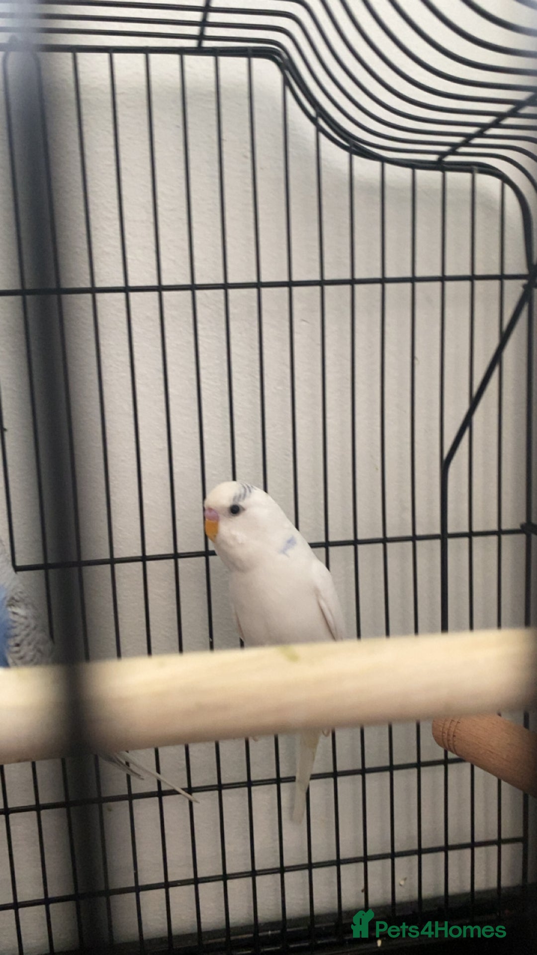 Budgerigars birds for sale: Budgie - Image 1