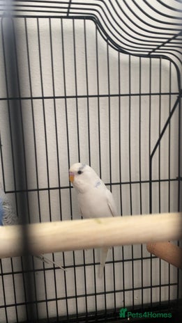 Budgerigars birds - Advert 9