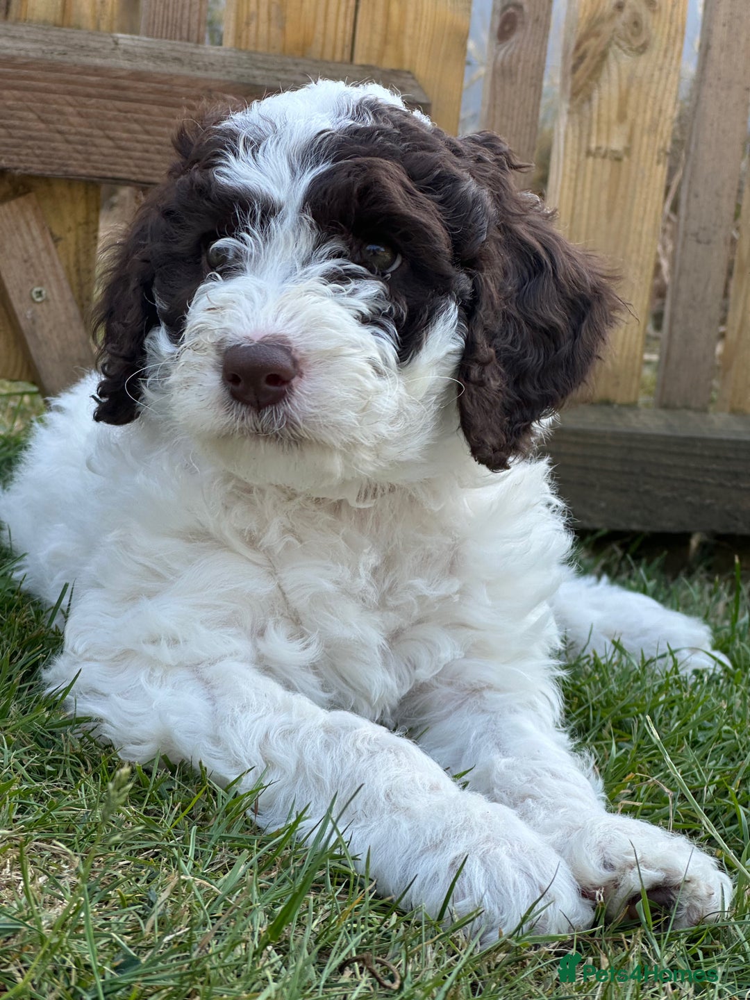 Labradoodle dogs for sale: Beautiful Puppies Ready for the Summer Holidays - Image 1