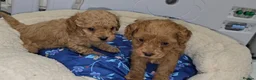 Cavapoo dogs for sale: 🐾 Beautiful Ruby Red F2B Toy Cavapoo Puppies 🐾 - Advert 8