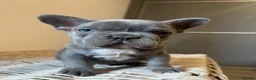 French Bulldog dogs for sale: Stunning frenchie boys  - Advert 11