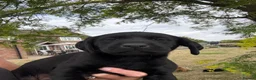 Labrador Retriever dogs for sale: 🖤🧡Fantastic Chucky KC Lab Puppies - Advert 13
