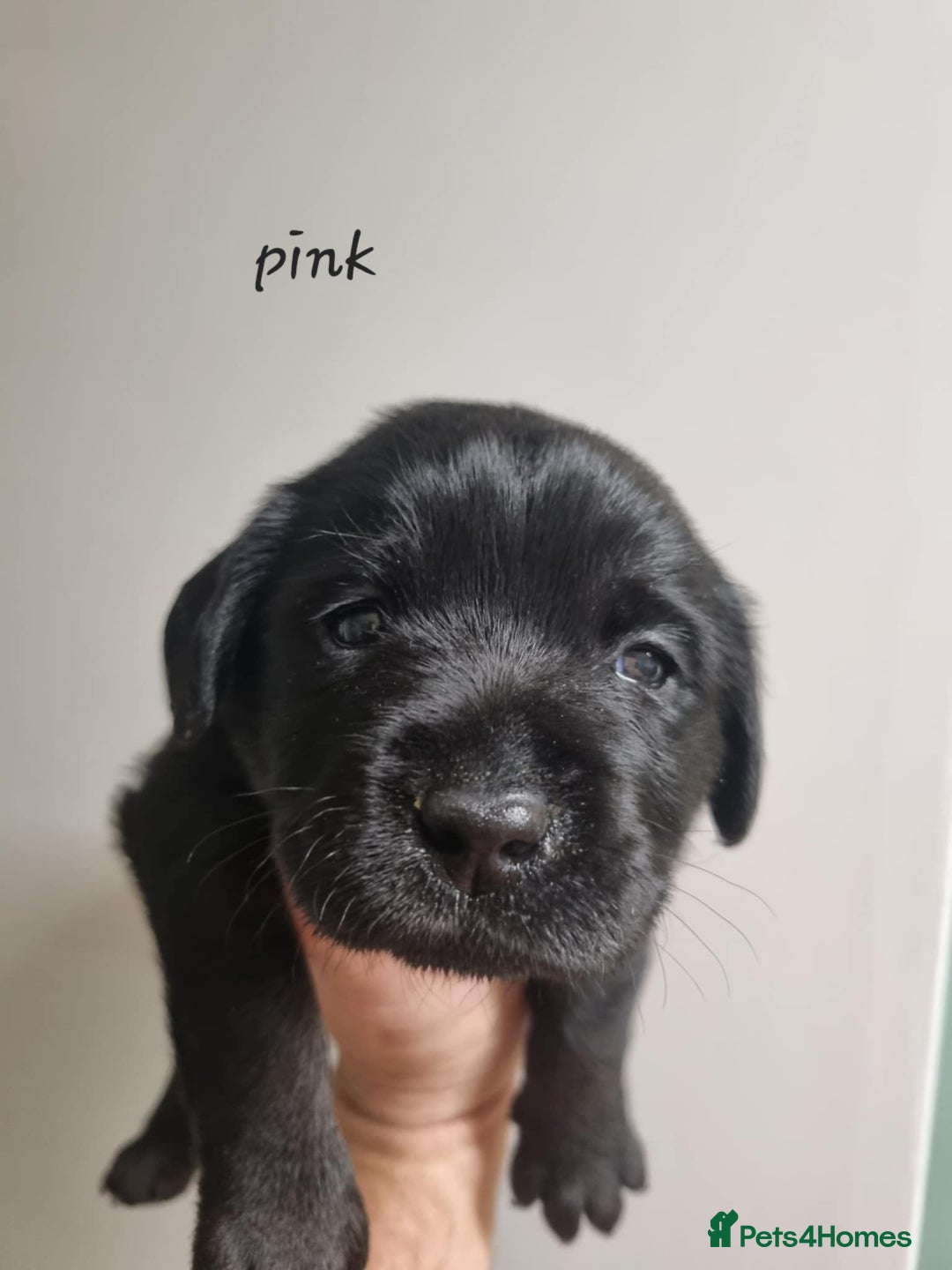 Labrador Retriever dogs for sale: Beautiful KC Show Line Labrador Puppys  - Advert 26